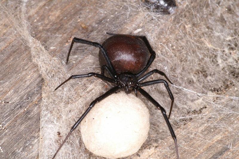 Latrodectus_hasselti_D3635_Z_85_Hamelin pool_Australie.jpg